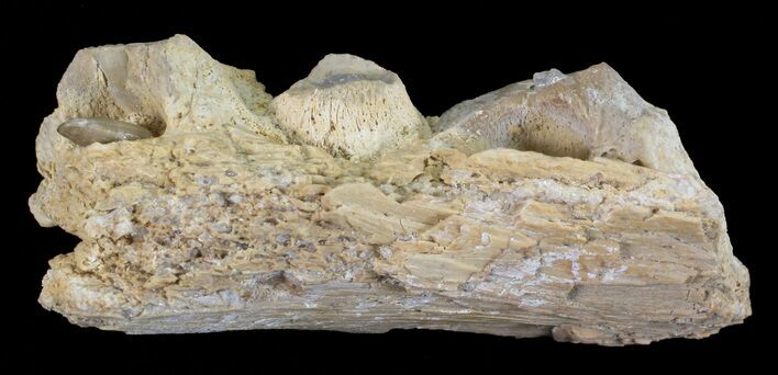 Mosasaur (Platecarpus) Jaw Section - Kansas #60669